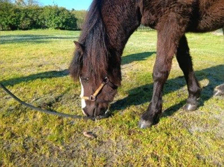 Meer ponys/kleine paarden Merrie 1 Jaar Zwartbruin in Sainte-Eulalie-en-Born