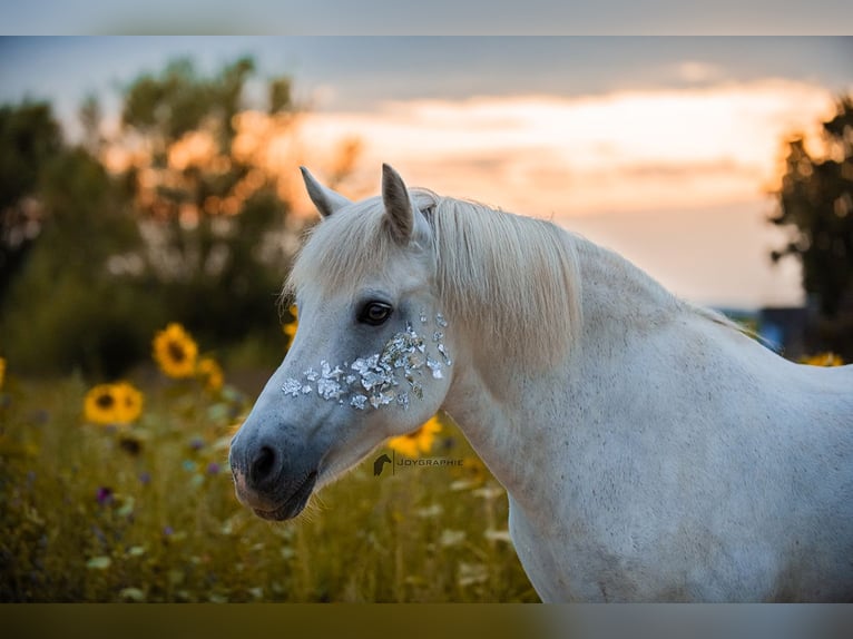 Meer ponys/kleine paarden Mix Merrie 20 Jaar 125 cm Schimmel in Neuhausen