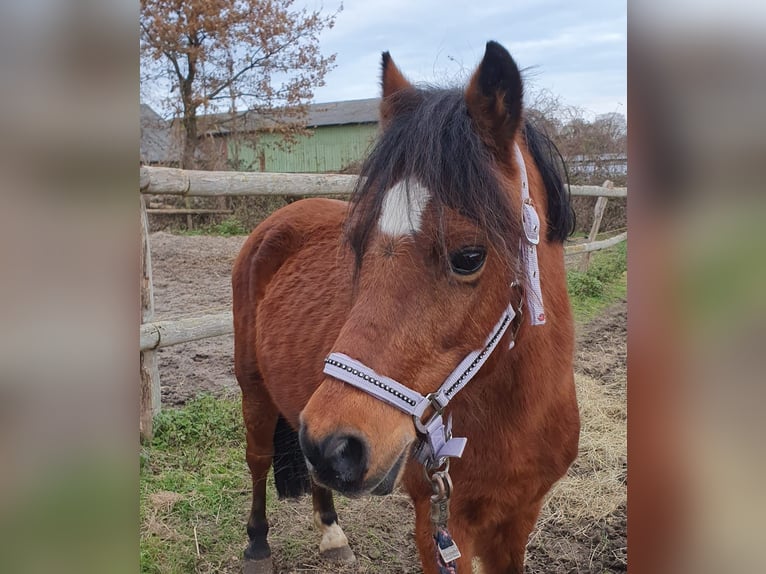 Meer ponys/kleine paarden Mix Merrie 21 Jaar 122 cm Bruin in Löptin