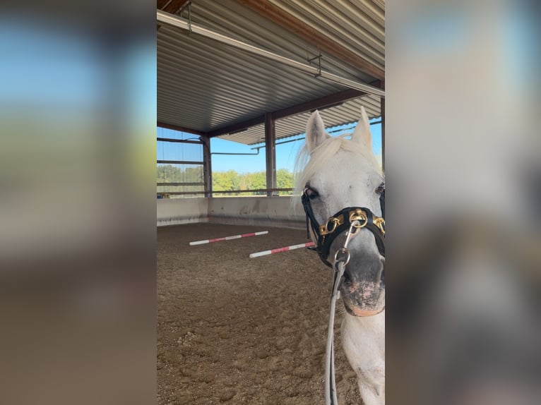 Meer ponys/kleine paarden Merrie 21 Jaar 130 cm Schimmel in Dietzenbach