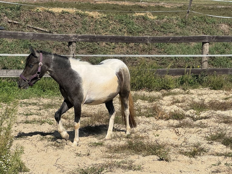 Meer ponys/kleine paarden Merrie 2 Jaar 120 cm Gevlekt-paard in Reinersdorf