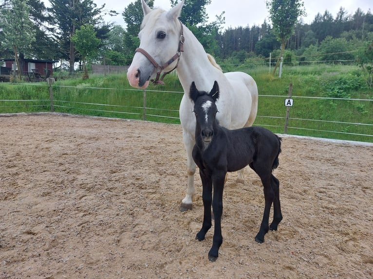 Meer ponys/kleine paarden Mix Merrie 2 Jaar 146 cm Zwartschimmel in Güntersleben