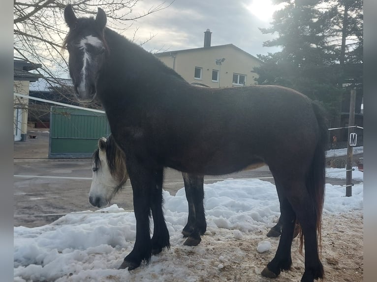 Meer ponys/kleine paarden Mix Merrie 2 Jaar 146 cm Zwartschimmel in Güntersleben