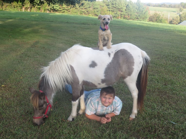Meer ponys/kleine paarden Merrie 2 Jaar 97 cm Gevlekt-paard in Shippensburg