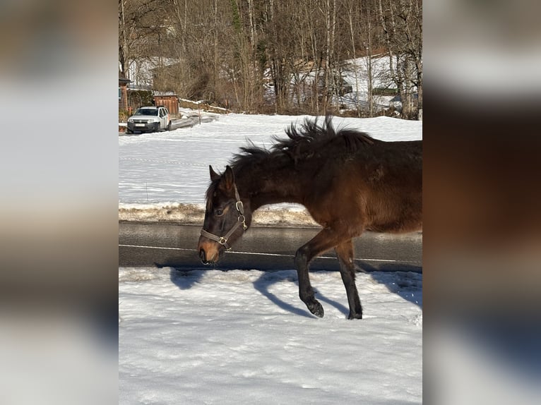 Meer ponys/kleine paarden Merrie 2 Jaar Bruin in St Wolfgang