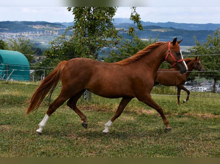 Meer ponys/kleine paarden Merrie 2 Jaar Vos in Muri AG