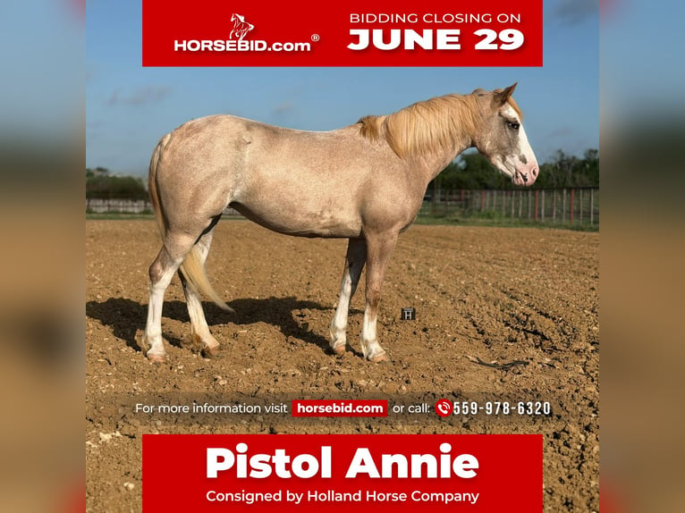 Meer ponys/kleine paarden Merrie 3 Jaar 132 cm Roan-Red in Weatherford