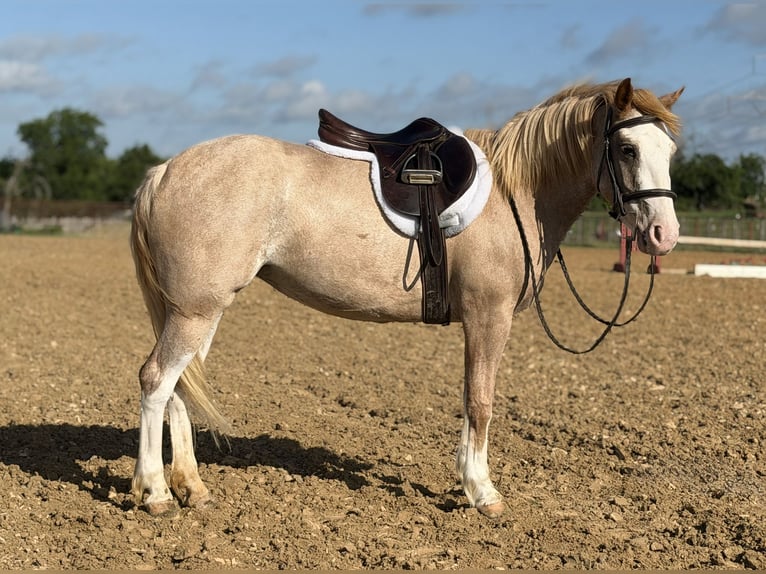 Meer ponys/kleine paarden Merrie 3 Jaar 132 cm Roan-Red in Weatherford