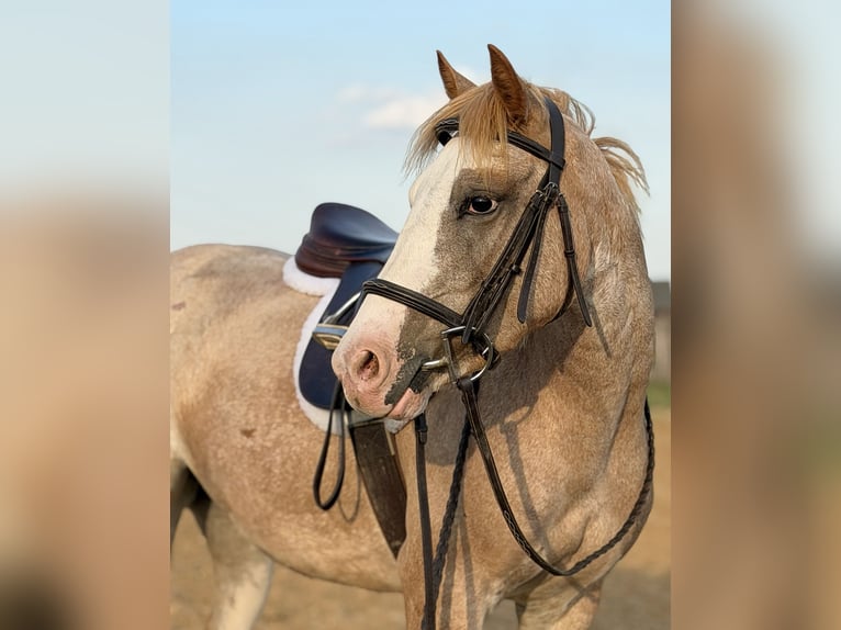 Meer ponys/kleine paarden Merrie 3 Jaar 132 cm Roan-Red in Weatherford