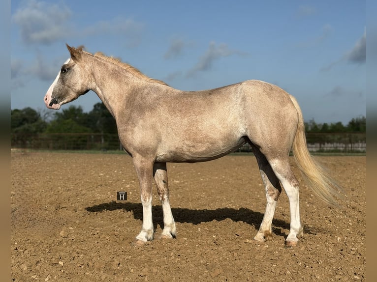 Meer ponys/kleine paarden Merrie 3 Jaar 132 cm Roan-Red in Weatherford