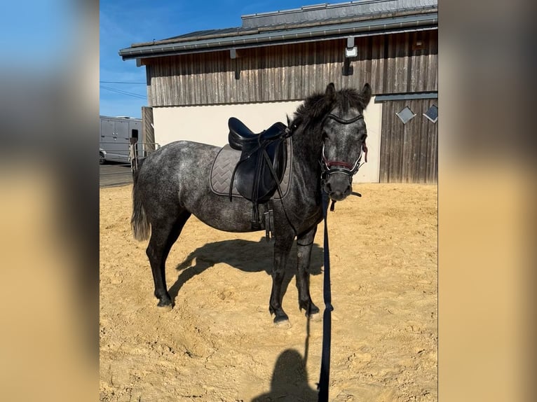Meer ponys/kleine paarden Merrie 3 Jaar 135 cm Appelschimmel in Daleiden