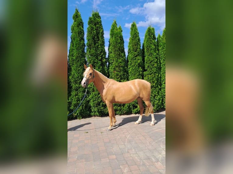 Meer ponys/kleine paarden Mix Merrie 3 Jaar 140 cm Palomino in Sulów Meer ponys/kleine paarden Mix Merrie 3 Jaar 140 cm Palomino in Sulów