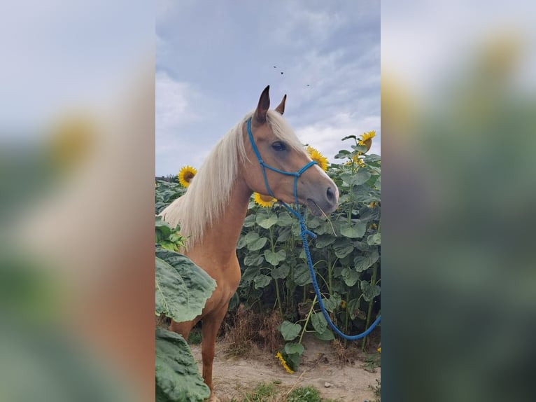 Meer ponys/kleine paarden Mix Merrie 3 Jaar 140 cm Palomino in Sulów Meer ponys/kleine paarden Mix Merrie 3 Jaar 140 cm Palomino in Sulów