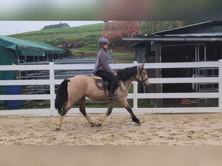 Meer ponys/kleine paarden Merrie 3 Jaar 142 cm Buckskin in Morsbach