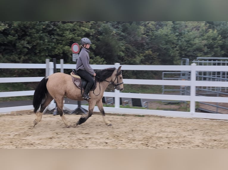 Meer ponys/kleine paarden Merrie 3 Jaar 142 cm Buckskin in Morsbach