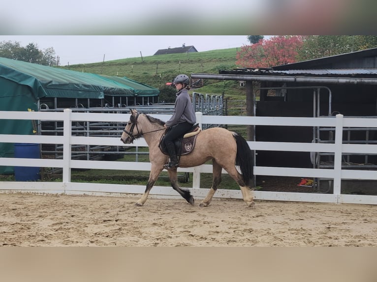 Meer ponys/kleine paarden Merrie 3 Jaar 142 cm Buckskin in Morsbach