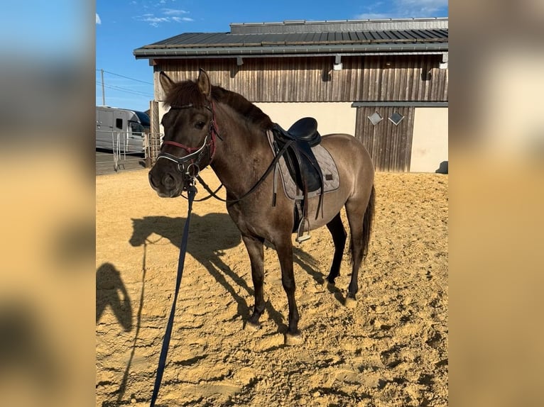 Meer ponys/kleine paarden Merrie 3 Jaar 143 cm Grullo in Daleiden