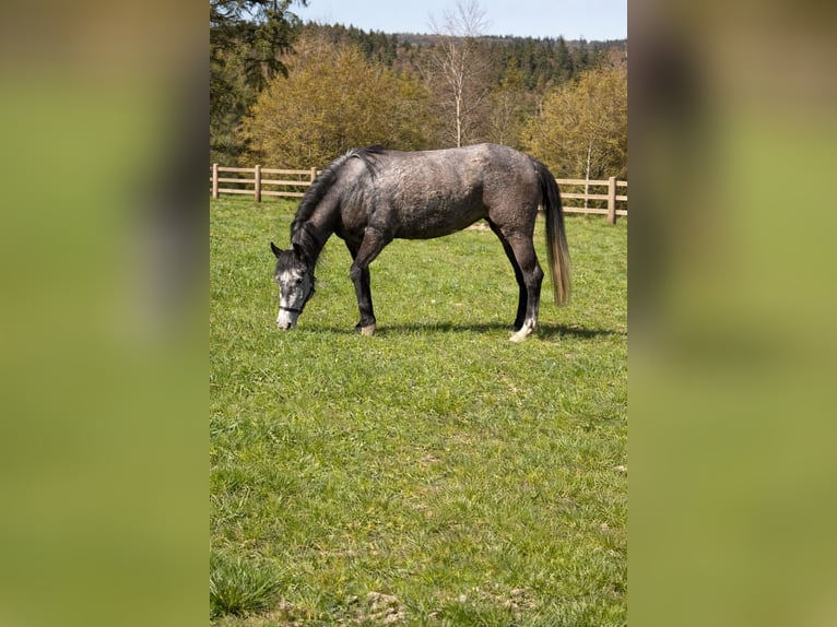 Meer ponys/kleine paarden Merrie 3 Jaar 143 cm kan schimmel zijn in Kesseling
