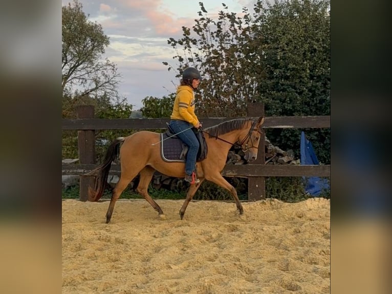 Meer ponys/kleine paarden Merrie 3 Jaar 147 cm Buckskin in Daleiden