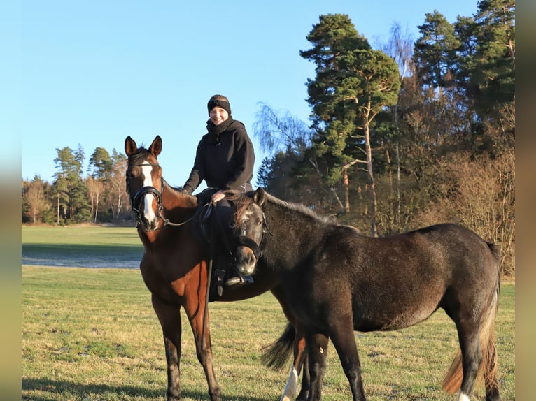 Meer ponys/kleine paarden Mix Merrie 3 Jaar 147 cm Zwartschimmel in Tanna
