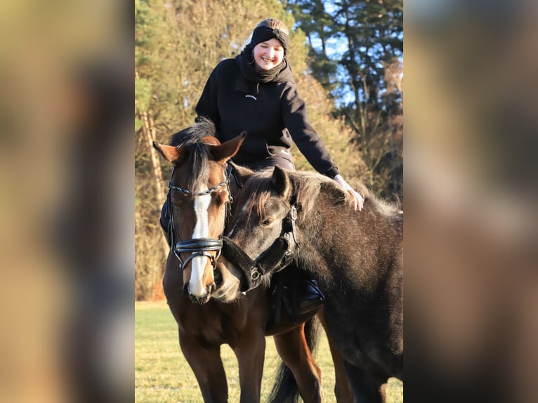 Meer ponys/kleine paarden Mix Merrie 3 Jaar 147 cm Zwartschimmel in Tanna