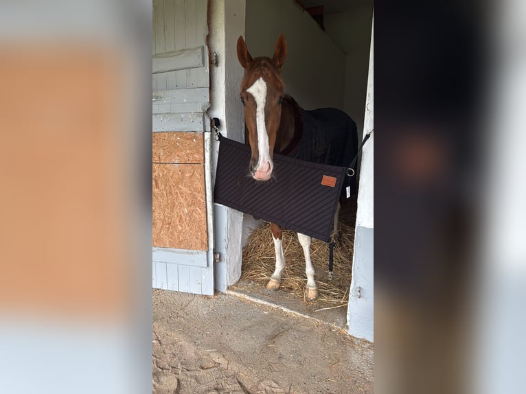 Meer ponys/kleine paarden Merrie 3 Jaar 151 cm Vos in Baden-Baden