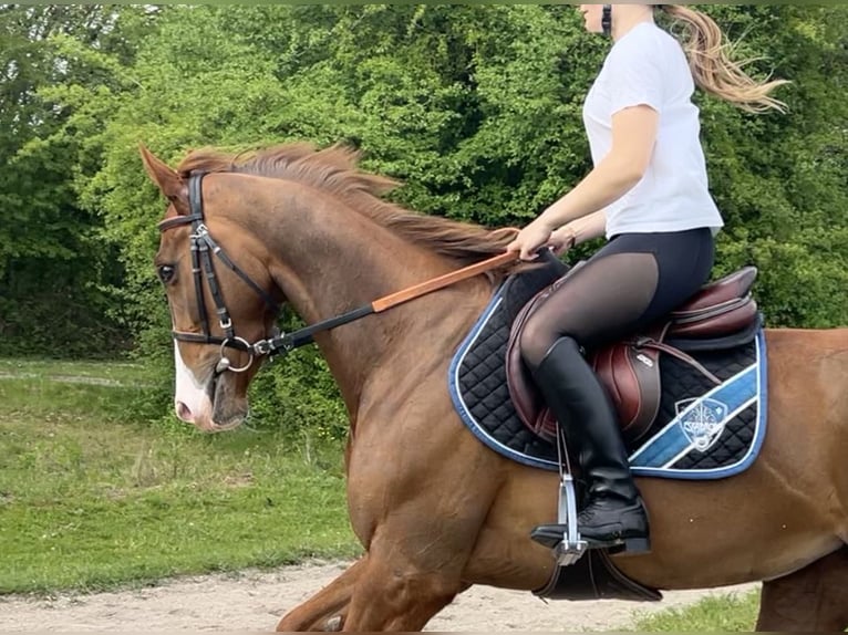Meer ponys/kleine paarden Merrie 3 Jaar 151 cm Vos in Baden-Baden
