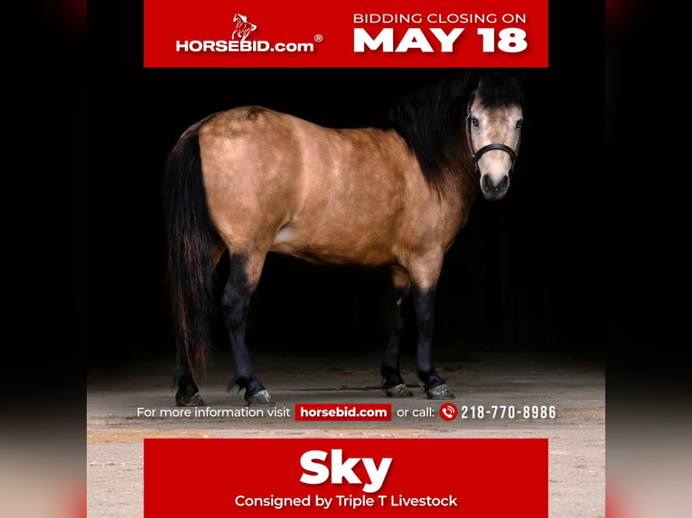 Meer ponys/kleine paarden Merrie 4 Jaar 107 cm Buckskin in Nevis, MN