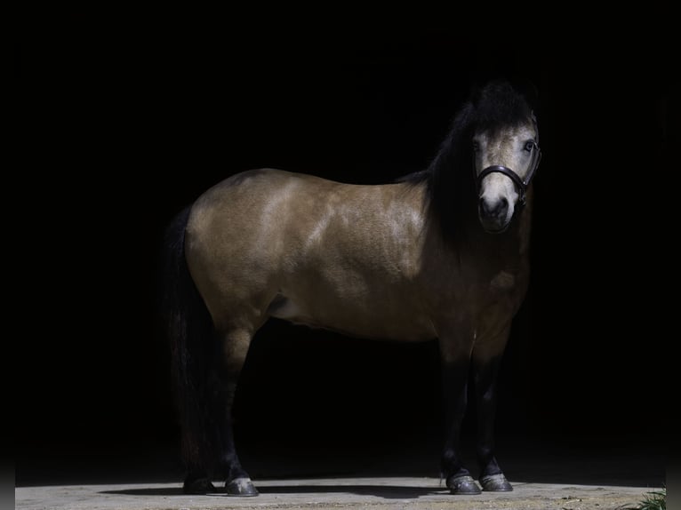 Meer ponys/kleine paarden Merrie 4 Jaar 107 cm Buckskin in Nevis, MN