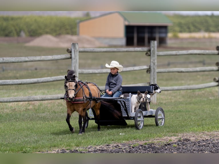 Meer ponys/kleine paarden Merrie 4 Jaar 107 cm Buckskin in Nevis, MN