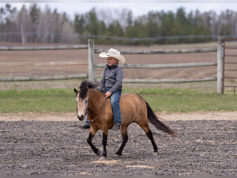 Meer ponys/kleine paarden Merrie 4 Jaar 107 cm Buckskin in Nevis, MN