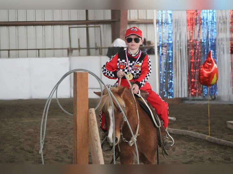 Meer ponys/kleine paarden Merrie 4 Jaar 109 cm Roodvos in Rigby