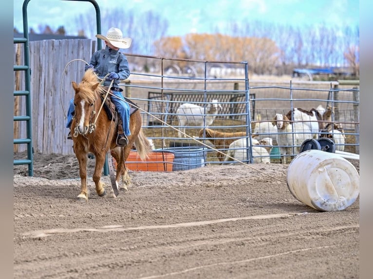 Meer ponys/kleine paarden Merrie 4 Jaar 109 cm Roodvos in Rigby