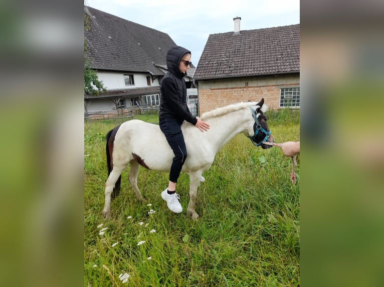 Meer ponys/kleine paarden Merrie 4 Jaar 116 cm Gevlekt-paard in Bad Saulgau