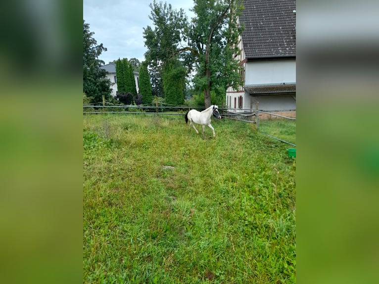 Meer ponys/kleine paarden Merrie 4 Jaar 116 cm Gevlekt-paard in Bad Saulgau