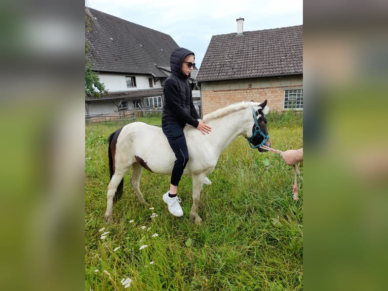 Meer ponys/kleine paarden Merrie 4 Jaar 116 cm Gevlekt-paard in Bad Saulgau