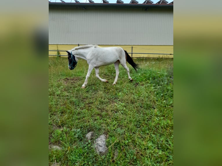 Meer ponys/kleine paarden Merrie 4 Jaar 116 cm Gevlekt-paard in Bad Saulgau