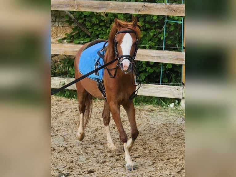 Meer ponys/kleine paarden Mix Merrie 4 Jaar 122 cm Vos in Reiskirchen