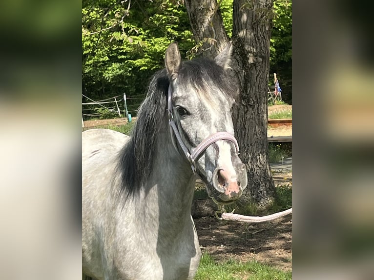 Meer ponys/kleine paarden Merrie 4 Jaar 125 cm Schimmel in Ursensollen