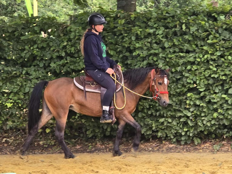 Meer ponys/kleine paarden Merrie 4 Jaar 133 cm Bruin in Linkenbach