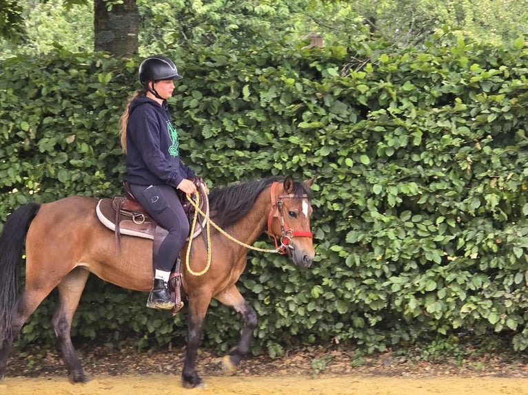 Meer ponys/kleine paarden Merrie 4 Jaar 133 cm Bruin in Linkenbach