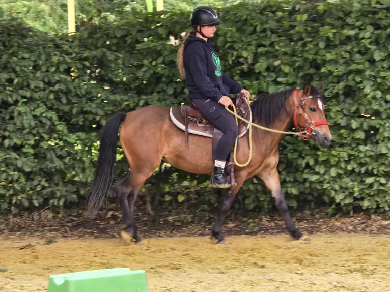 Meer ponys/kleine paarden Merrie 4 Jaar 133 cm Bruin in Linkenbach