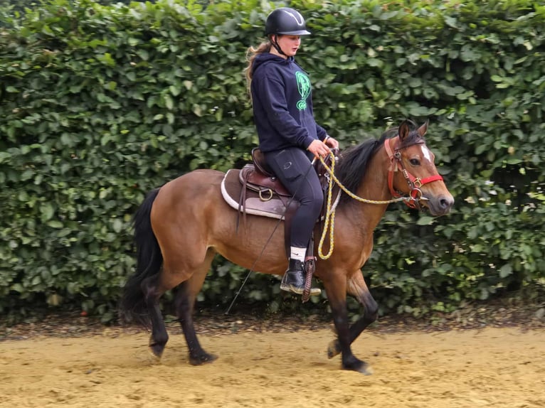 Meer ponys/kleine paarden Merrie 4 Jaar 133 cm Bruin in Linkenbach