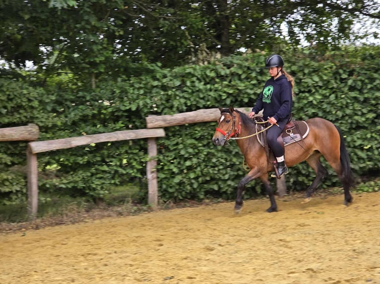 Meer ponys/kleine paarden Merrie 4 Jaar 133 cm Bruin in Linkenbach