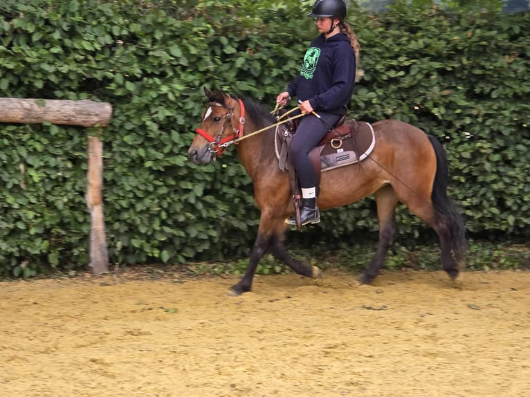 Meer ponys/kleine paarden Merrie 4 Jaar 133 cm Bruin in Linkenbach