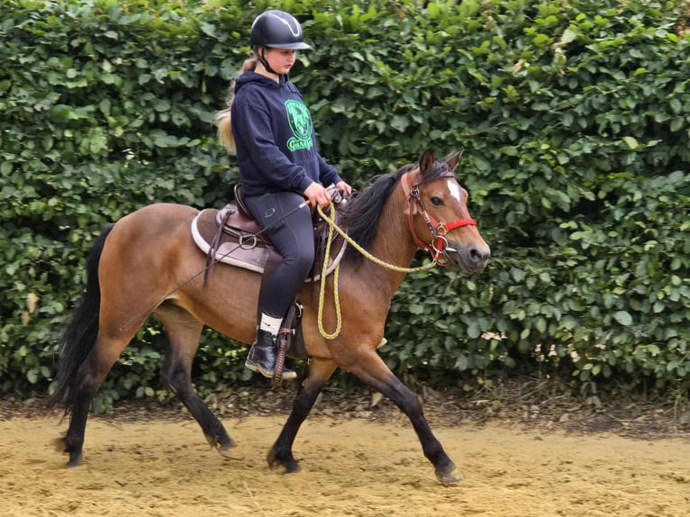 Meer ponys/kleine paarden Merrie 4 Jaar 133 cm Bruin in Linkenbach