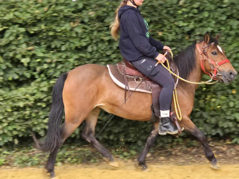 Meer ponys/kleine paarden Merrie 4 Jaar 133 cm Bruin in Linkenbach
