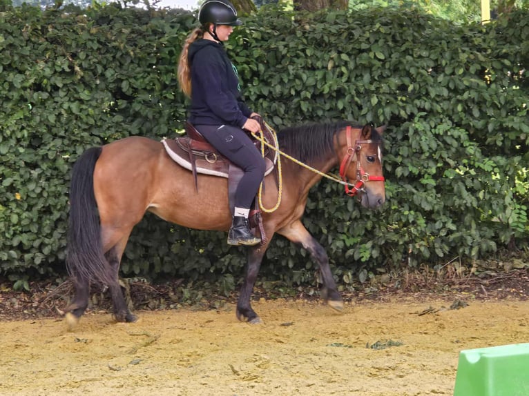 Meer ponys/kleine paarden Merrie 4 Jaar 133 cm Bruin in Linkenbach