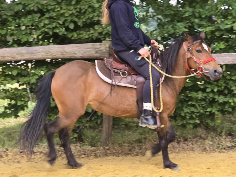 Meer ponys/kleine paarden Merrie 4 Jaar 133 cm Bruin in Linkenbach
