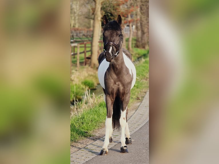 Meer ponys/kleine paarden Merrie 4 Jaar 135 cm Gevlekt-paard in Someren